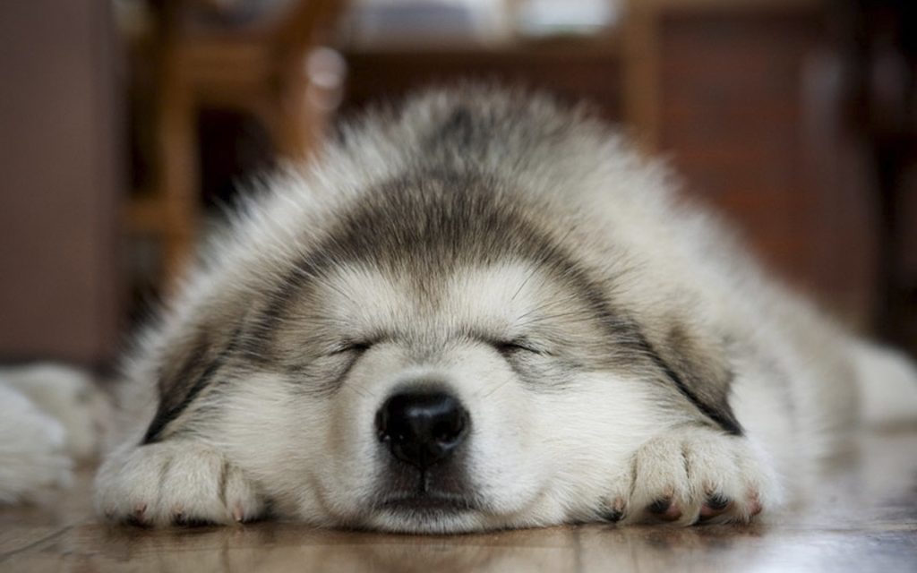 pawsible cute dogs